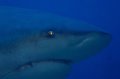 Bull Shark Close-up